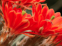 Echinocereus scheeri